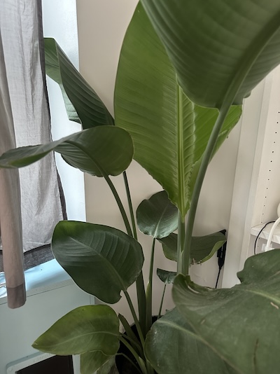 Try to find a dongle :D